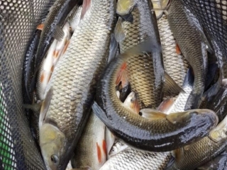 Chub net river