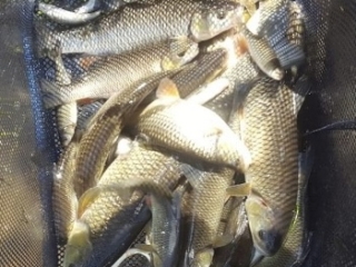 Match winning net river